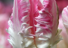 Tulipa Cabanna ® (3)